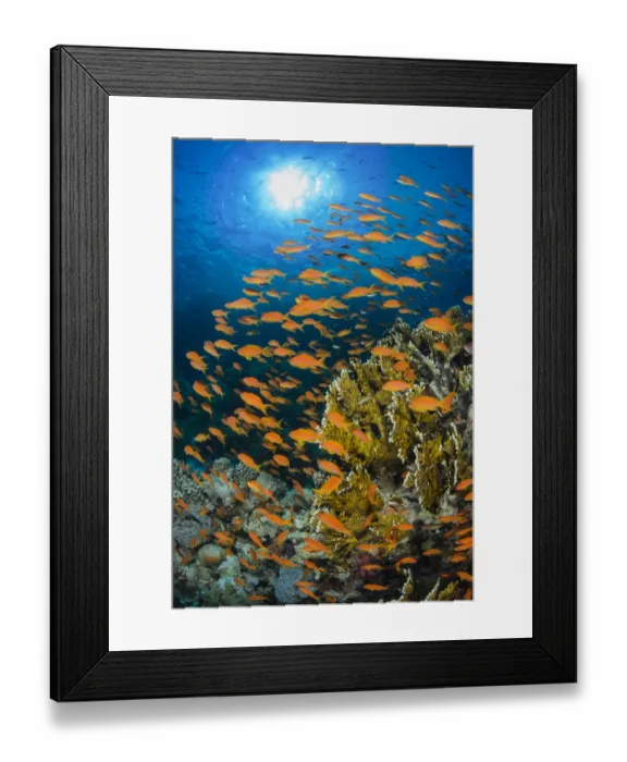 Framed Print : Vibrant Red Sea reef scene, with orange female Scalefin anthias (Pseudanthias squamipinnis) Framed Print : Vibrant Red Sea reef scene, with orange female Scalefin anthias (Pseudanthias squamipinnis)