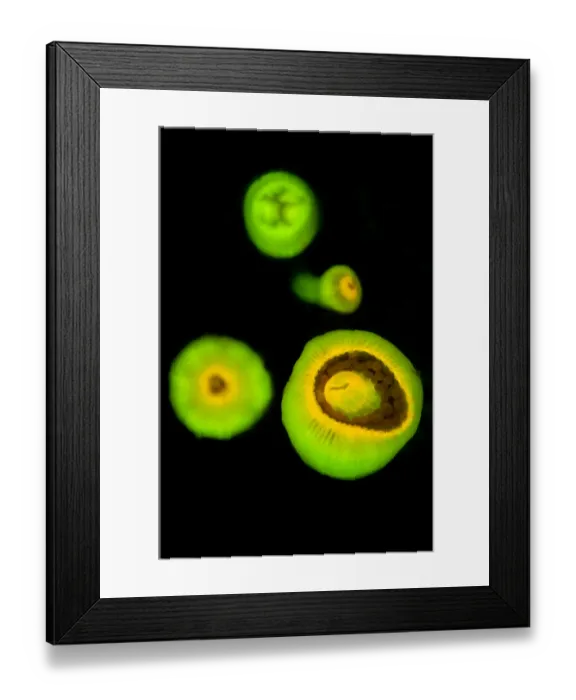 Framed Print : Group of Jewel anemones (Corynactis viridis) photographed under blue light to show their Framed Print : Group of Jewel anemones (Corynactis viridis) photographed under blue light to show their