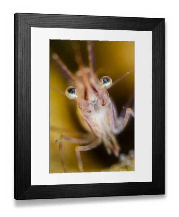 Framed Print : Pink shrimp (Pandalus montagui), Loch Carron, Ross and Cromarty, Scotland, UK, April Framed Print : Pink shrimp (Pandalus montagui), Loch Carron, Ross and Cromarty, Scotland, UK, April