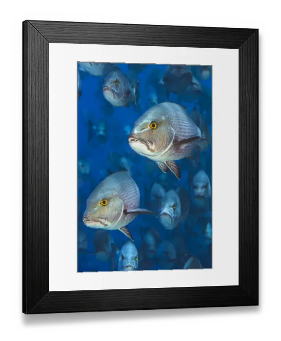 Framed Print : Portrait of pair of Bohar snappers (Lutjanus bohar) in their spawning aggregation Framed Print : Portrait of pair of Bohar snappers (Lutjanus bohar) in their spawning aggregation