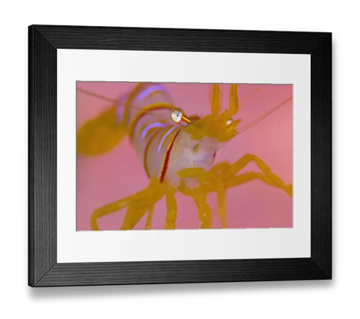 Framed Print : A portrait of a small Candy stripe shrimp (Lebbeus grandimanus) in front of its host pink anemone Framed Print : A portrait of a small Candy stripe shrimp (Lebbeus grandimanus) in front of its host pink anemone