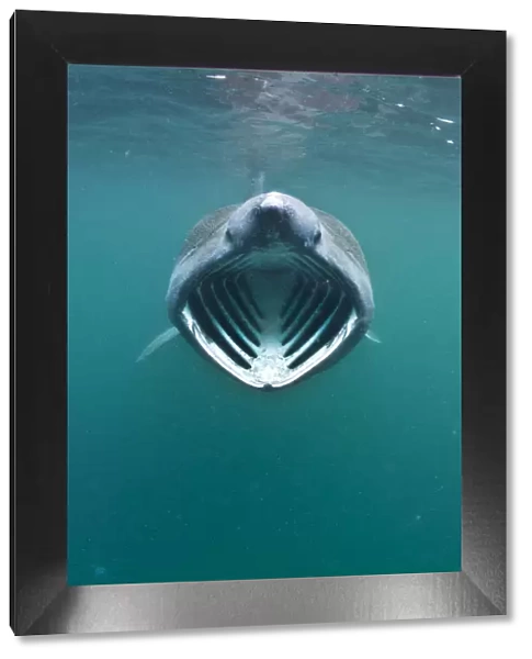 Basking shark (Cetorhinus maximus) with mouth wide open feeding on plankton concentrated
