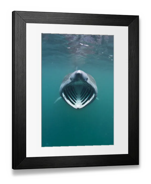 Framed Print : Basking shark (Cetorhinus maximus) with mouth wide open feeding on plankton concentrated Framed Print : Basking shark (Cetorhinus maximus) with mouth wide open feeding on plankton concentrated
