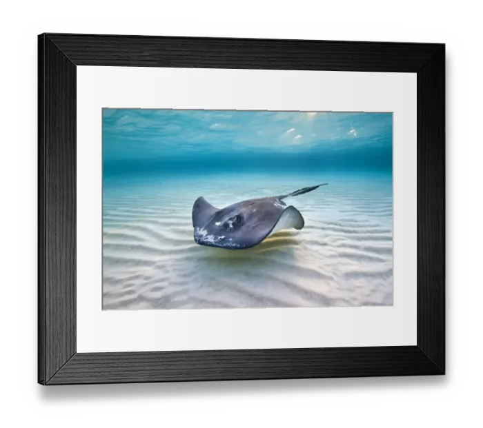 Framed Print : Southern stingray (Hypanus americanus) female swimming over a shallow sand bank, under morning sun Framed Print : Southern stingray (Hypanus americanus) female swimming over a shallow sand bank, under morning sun
