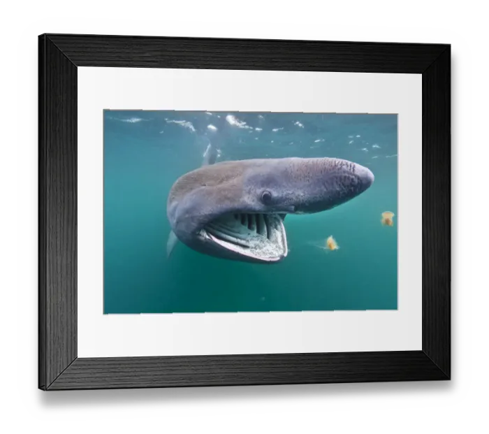 Framed Print : Basking shark (Cetorhinus maximus) feeding on plankton in the surface waters around Framed Print : Basking shark (Cetorhinus maximus) feeding on plankton in the surface waters around