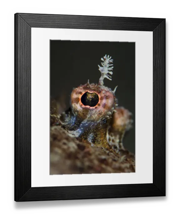 Framed Print : Eye detail of Topknot (Zeugopterus punctatus) flatfish, Loch Fyne, Argyll, Scotland, UK Framed Print : Eye detail of Topknot (Zeugopterus punctatus) flatfish, Loch Fyne, Argyll, Scotland, UK