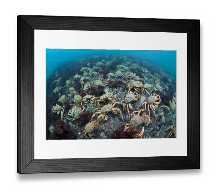 Framed Print : Aggregation of Spider crabs (Maja squinado) in shallow water off Burton Bradstock, Dorset