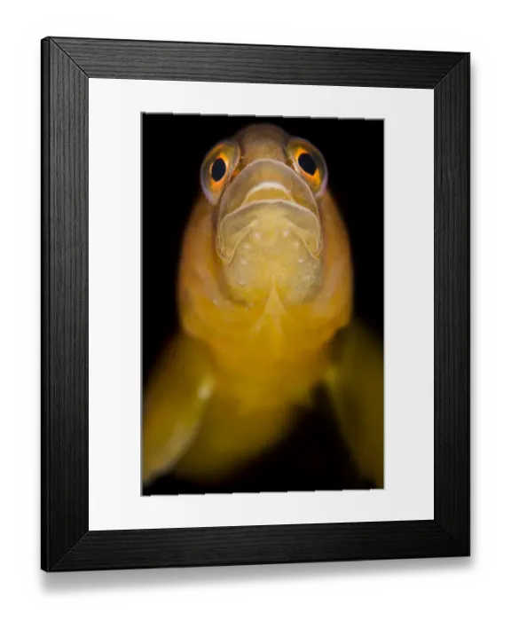 Framed Print : Butterfish (Pholis gunnellus) portrait. Gardur, south west Iceland. North Atlantic Ocean Framed Print : Butterfish (Pholis gunnellus) portrait. Gardur, south west Iceland. North Atlantic Ocean