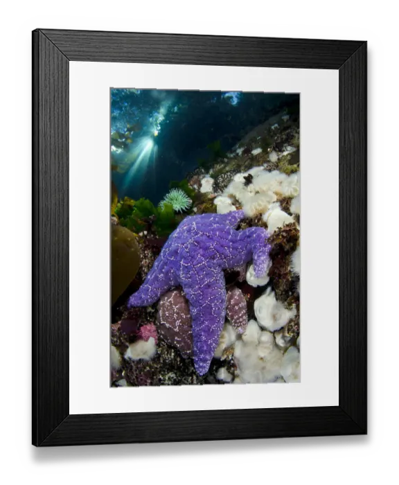 Framed Print : A pair of Purple sea stars (Pisaster ochraceus) climb on anemones in shallow water Framed Print : A pair of Purple sea stars (Pisaster ochraceus) climb on anemones in shallow water