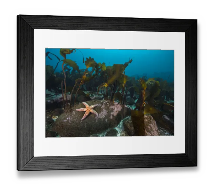 Framed Print : Starfish (Asterias rubens) below kelp in the typical scenery in Thorshofn Bay, north Iceland Framed Print : Starfish (Asterias rubens) below kelp in the typical scenery in Thorshofn Bay, north Iceland
