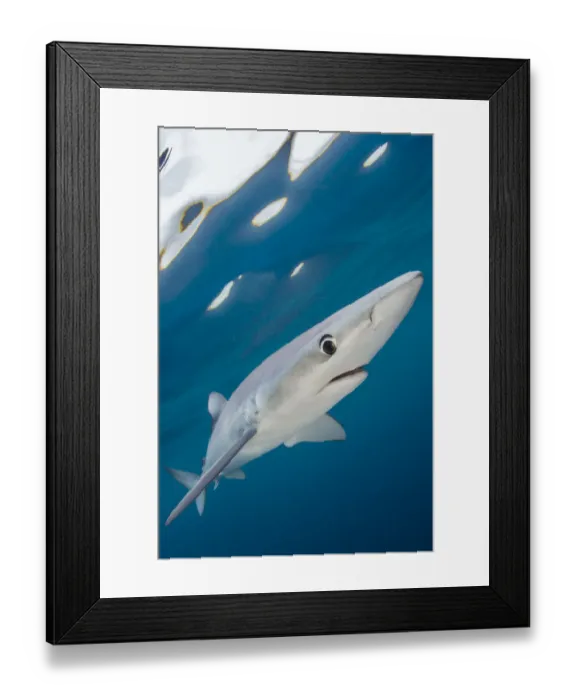 Framed Print : Blue shark (Prionace glauca) swimming near the surface of the English Channel. Penzance Framed Print : Blue shark (Prionace glauca) swimming near the surface of the English Channel. Penzance