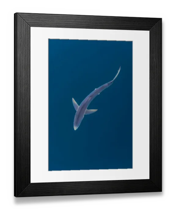 Framed Print : Blue shark (Prionace glauca) near the surface of the English Channel Framed Print : Blue shark (Prionace glauca) near the surface of the English Channel