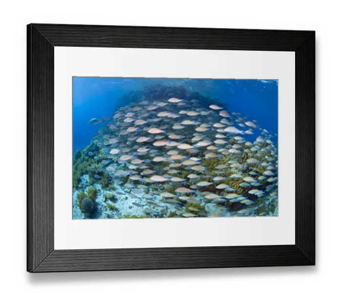 Framed Print : School of Longnose parrotfish (Hipposcarus harid) swarming over reef. Ras Mohammed Marine Park Framed Print : School of Longnose parrotfish (Hipposcarus harid) swarming over reef. Ras Mohammed Marine Park