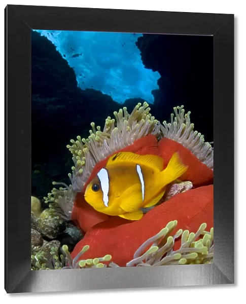 Red Sea anemonefish (Amphiprion bicinctus) in Magnificent sea anemone (Heteractis magnifica)