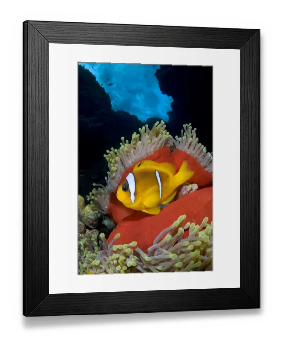 Framed Print : Red Sea anemonefish (Amphiprion bicinctus) in Magnificent sea anemone (Heteractis magnifica) Framed Print : Red Sea anemonefish (Amphiprion bicinctus) in Magnificent sea anemone (Heteractis magnifica)