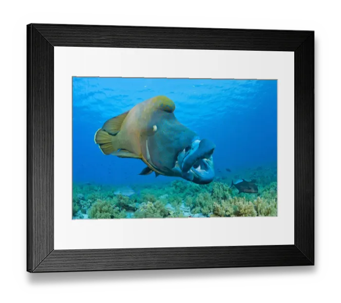 Framed Print : Large male Napoleon wrasse (Cheilinus undulatus) yawning. Ras Mohammed, Sinai, Egypt Framed Print : Large male Napoleon wrasse (Cheilinus undulatus) yawning. Ras Mohammed, Sinai, Egypt
