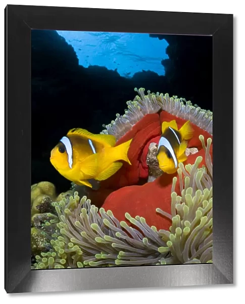 RF- Pair of Red Sea anemonefish (Amphiprion bicinctus) in Magnificent sea anemone