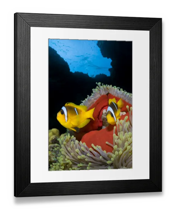 Framed Print : RF- Pair of Red Sea anemonefish (Amphiprion bicinctus) in Magnificent sea anemone Framed Print : RF- Pair of Red Sea anemonefish (Amphiprion bicinctus) in Magnificent sea anemone