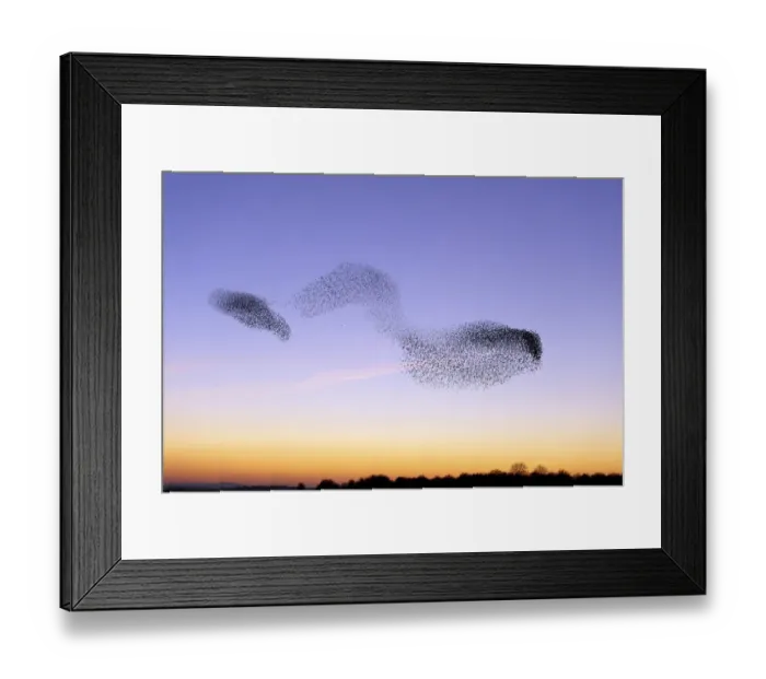 Framed Print : Flocks of Common Starling (Sturnus vulgaris) gathering before landing at winter roost Framed Print : Flocks of Common Starling (Sturnus vulgaris) gathering before landing at winter roost