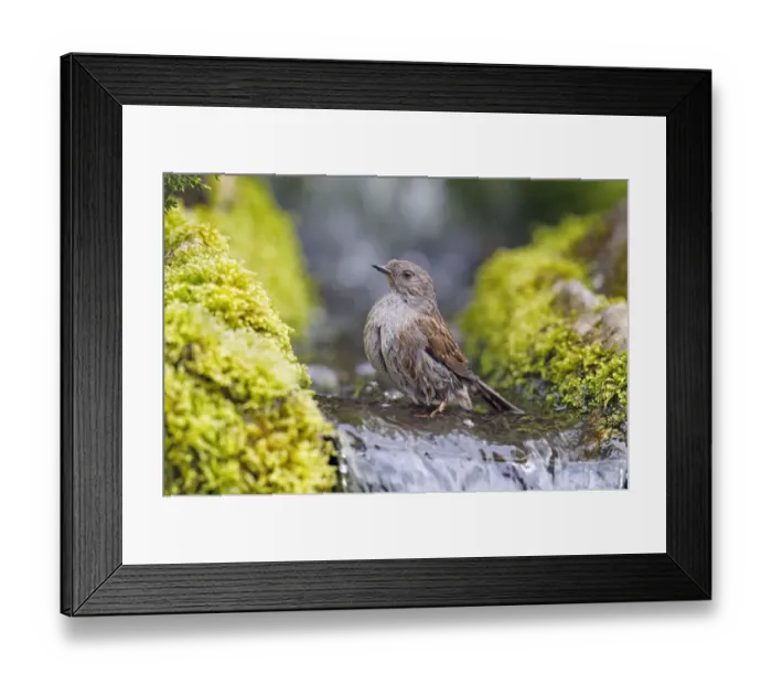Framed Print : Dunnock (Prunella modularis) bathing, Wiltshire, UK, April Framed Print : Dunnock (Prunella modularis) bathing, Wiltshire, UK, April