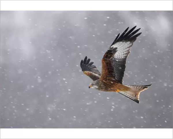 Red kite (Milvus milvus) in flight in the snow, Wales, February