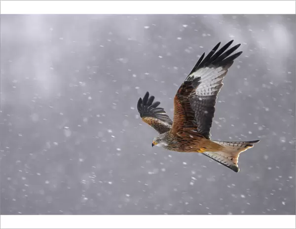 Red kite (Milvus milvus) in flight in the snow, Wales, February