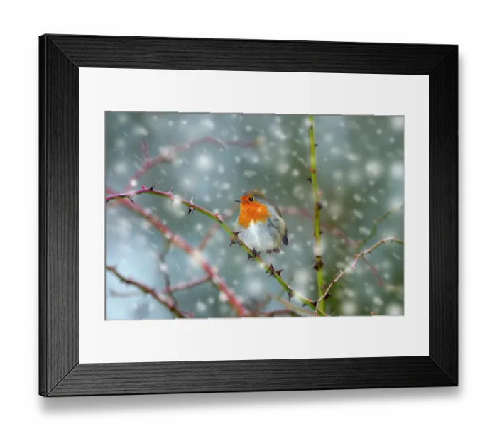Framed Print : Robin (Erithacus rubecula) in snow, Titchwell, Norfolk, January. Image digitally manipulated to add more snow Framed Print : Robin (Erithacus rubecula) in snow, Titchwell, Norfolk, January. Image digitally manipulated to add more snow
