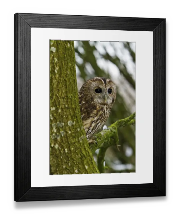 Framed Print : Tawny Owl (Strix aluco) adult female perched in tree, trained bird, Somerset, UK, January Framed Print : Tawny Owl (Strix aluco) adult female perched in tree, trained bird, Somerset, UK, January