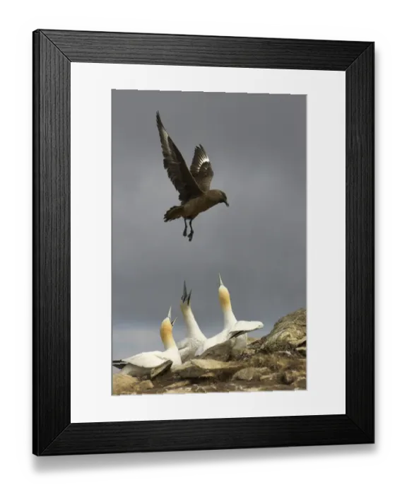 Framed Print : Great skua (Stercocarius skua) in flight over Gannet (Morus bassanus) colony, looking Framed Print : Great skua (Stercocarius skua) in flight over Gannet (Morus bassanus) colony, looking