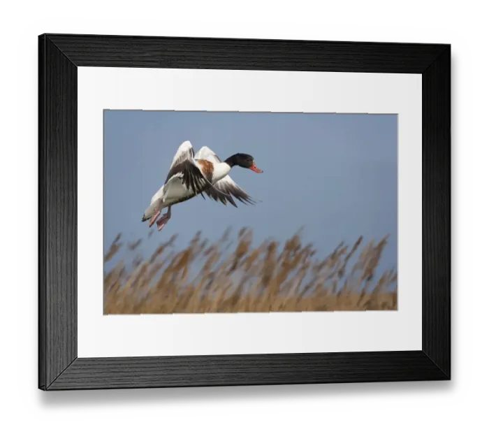Framed Print : Shelduck (Tadorna tadorna) in flight over reeds, Norfolk, UK, May Framed Print : Shelduck (Tadorna tadorna) in flight over reeds, Norfolk, UK, May