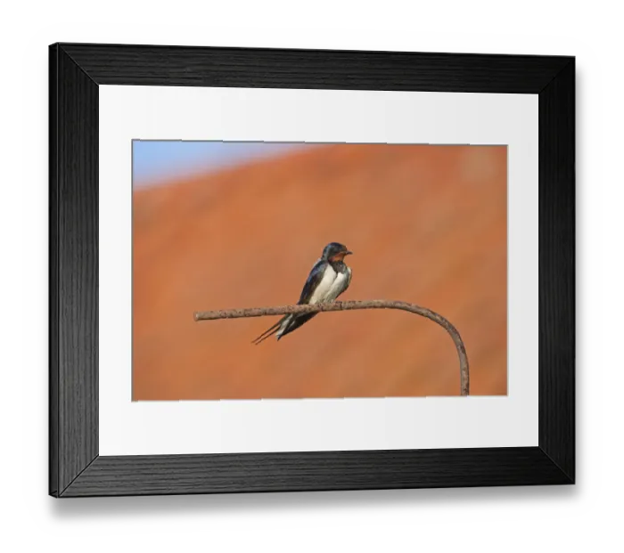Framed Print : Barn swallow (Hirundo rustica) perched, Norfolk, UK, July Framed Print : Barn swallow (Hirundo rustica) perched, Norfolk, UK, July