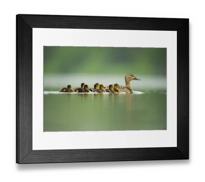 Framed Print : An adult female Mallard (Anas platyrhynchos) with ducklings, on a still lake, Derbyshire Framed Print : An adult female Mallard (Anas platyrhynchos) with ducklings, on a still lake, Derbyshire