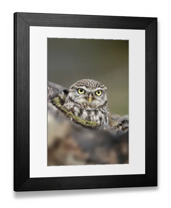 Framed Print : Little Owl (Athene noctua) portrait. Gloucestershire, UK, April Framed Print : Little Owl (Athene noctua) portrait. Gloucestershire, UK, April