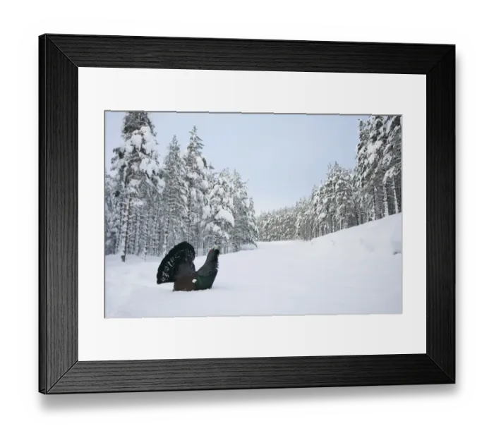 Framed Print : Capercaillie (Tetrao urogallus) male displaying in pine forest in snow, Cairngorms NP Framed Print : Capercaillie (Tetrao urogallus) male displaying in pine forest in snow, Cairngorms NP