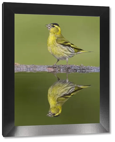 Siskin (Carduelis spinus) male reflected in garden pool. Scotland, May
