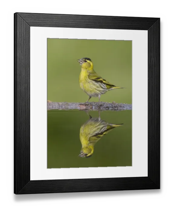 Framed Print : Siskin (Carduelis spinus) male reflected in garden pool. Scotland, May Framed Print : Siskin (Carduelis spinus) male reflected in garden pool. Scotland, May