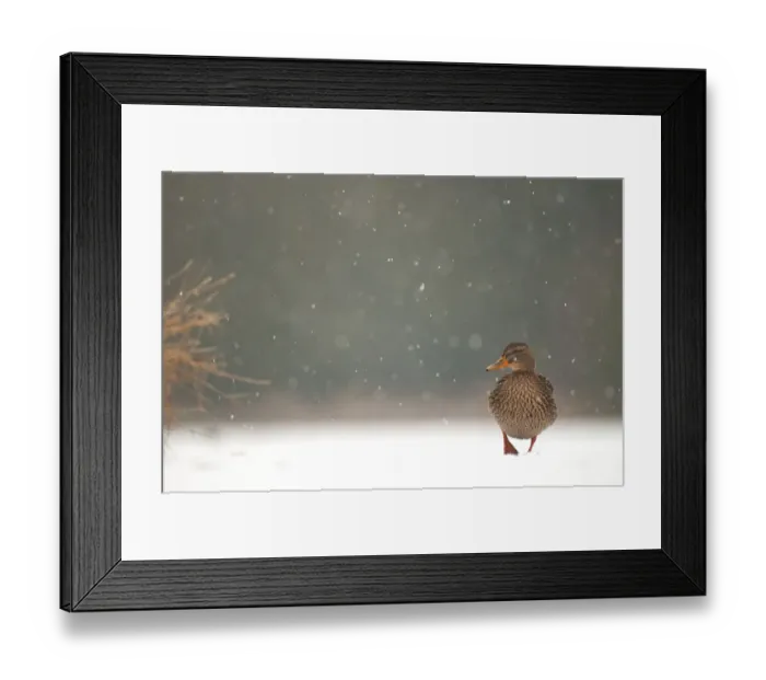 Framed Print : An adult female Mallard (Anas platyrhynchos) standing on a frozen lake in falling snow Framed Print : An adult female Mallard (Anas platyrhynchos) standing on a frozen lake in falling snow
