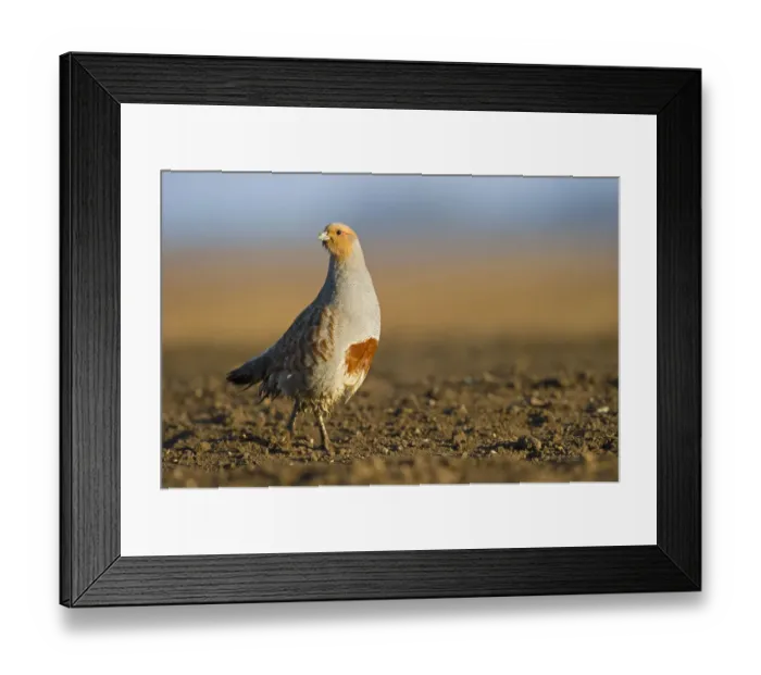 Framed Print : Grey Partridge (Perdix perdix) on a bare field, Norfolk, England, UK, April