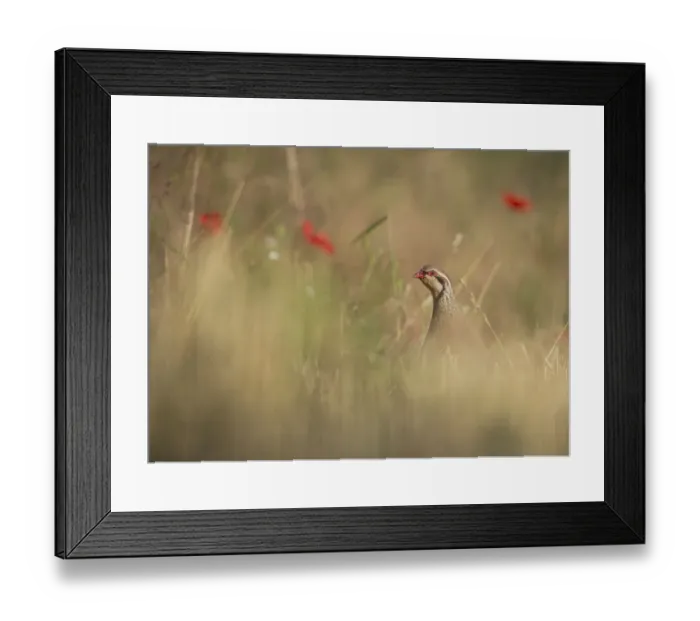 Framed Print : Red legged partridge (Alectoris rufa) in corn field, Norfolk, UK, July. Non-ex Framed Print : Red legged partridge (Alectoris rufa) in corn field, Norfolk, UK, July. Non-ex