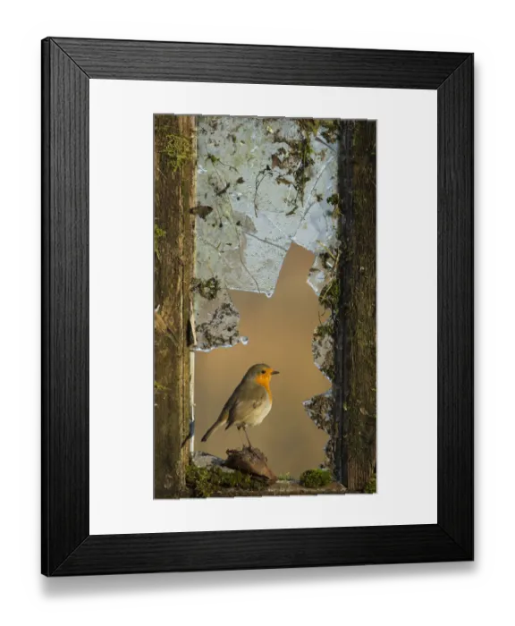 Framed Print : Robin (Erithacus rubecula) perched in broken window, UK, February