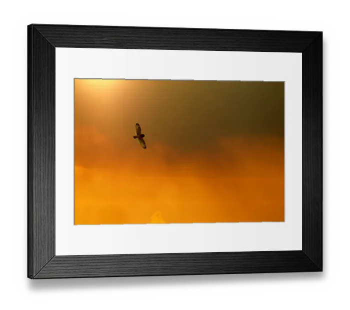 Framed Print : Short-eared owl (Asio flammeus) in flight, backlit, at dusk, Lincolnshire, UK, March Framed Print : Short-eared owl (Asio flammeus) in flight, backlit, at dusk, Lincolnshire, UK, March
