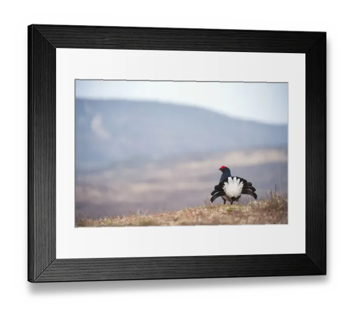 Framed Print : Black grouse (Tetrao tetrix) male at lek, Creag Megaidh NNR, Highlands, Scotland Framed Print : Black grouse (Tetrao tetrix) male at lek, Creag Megaidh NNR, Highlands, Scotland