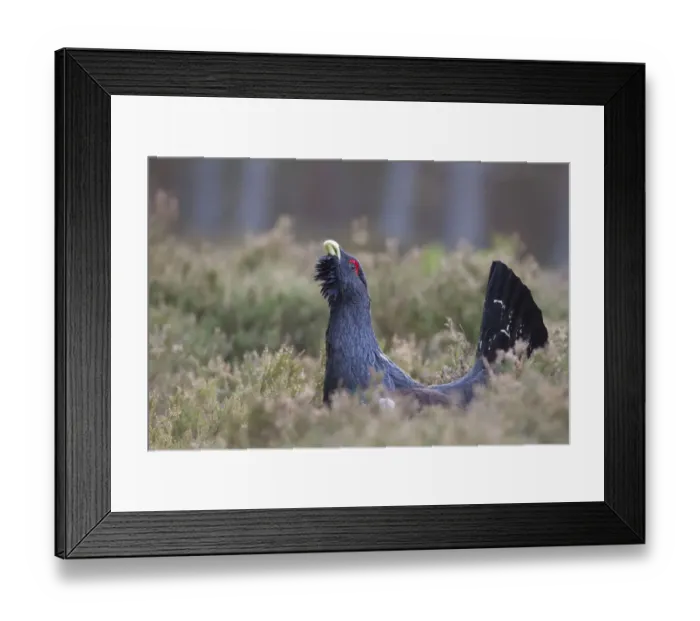 Framed Print : Capercaillie (Tetrao urogallus) male displaying, Inshriach, Cairngorms NP, Scotland Framed Print : Capercaillie (Tetrao urogallus) male displaying, Inshriach, Cairngorms NP, Scotland