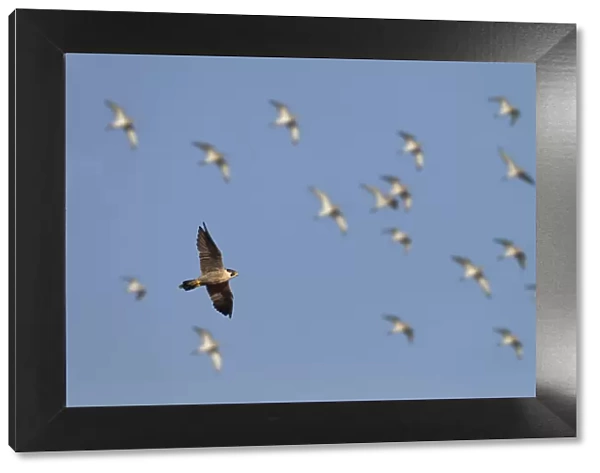Peregrine falcon (Falco peregrinus) in flight over marshes with Golden plovers also in sky