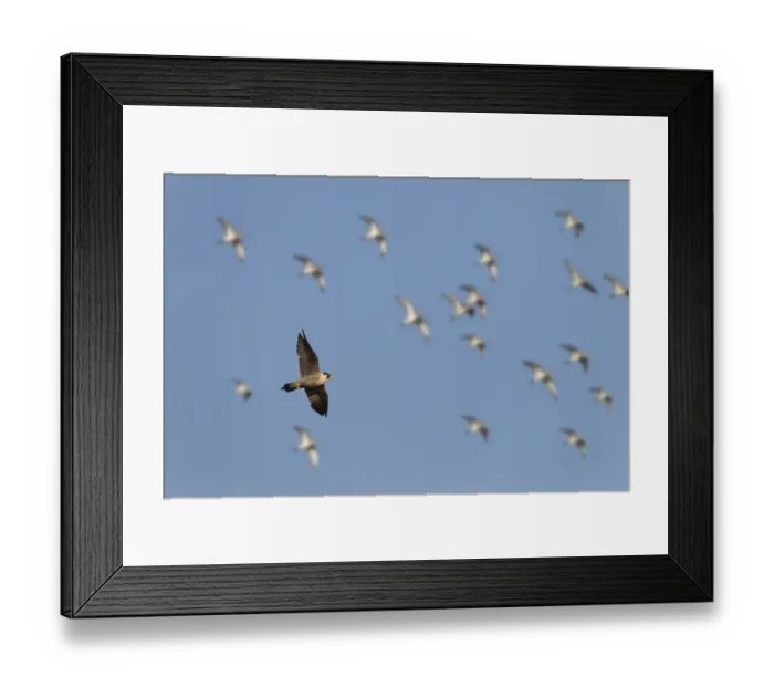 Framed Print : Peregrine falcon (Falco peregrinus) in flight over marshes with Golden plovers also in sky