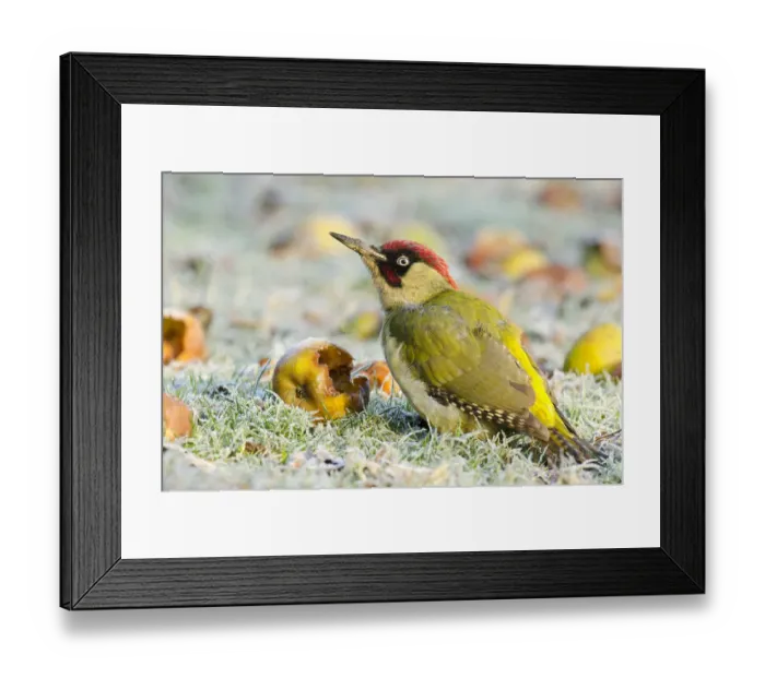 Framed Print : Green Woodpecker (Picus viridis) male among wind-fallen apples. Hertfordshire, England