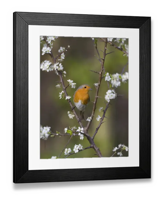 Framed Print : Robin (Erithacus rubecula) perched amongst Blackthorn (Prunus spinosa) blossom, UK