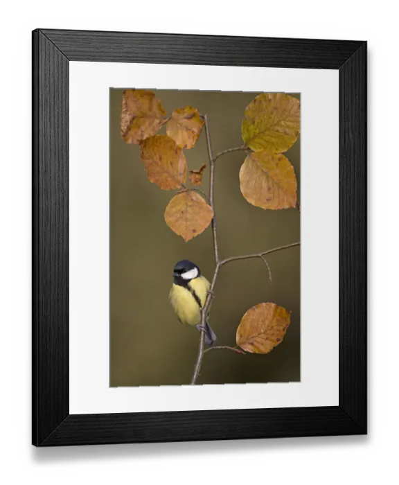 Framed Print : Great tit (Parus major) perched on autumn Beech twig, UK Framed Print : Great tit (Parus major) perched on autumn Beech twig, UK