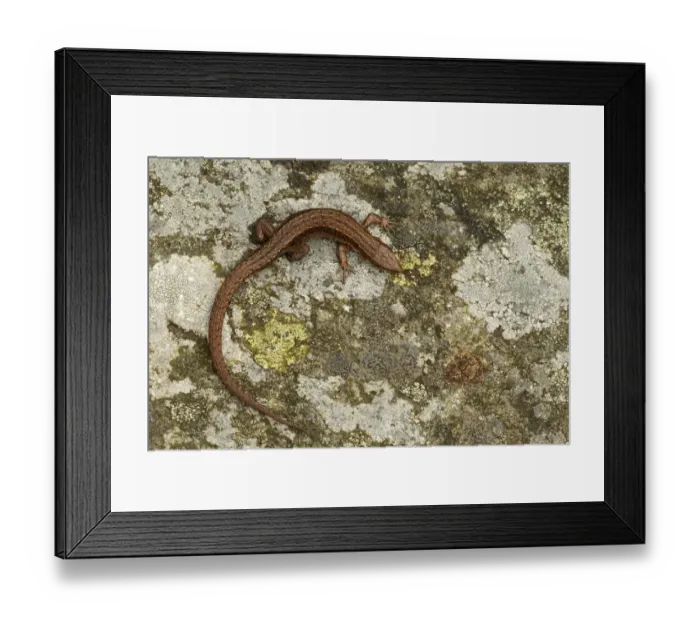 Framed Print : Viviparous / Common lizard (Zootoca / Lacerta vivipara) basking on rock, Staffordshire Framed Print : Viviparous / Common lizard (Zootoca / Lacerta vivipara) basking on rock, Staffordshire