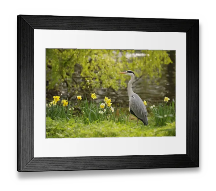 Framed Print : Grey heron (Ardea cinerea) in parkland with daffodils flowering, Regents Park Framed Print : Grey heron (Ardea cinerea) in parkland with daffodils flowering, Regents Park